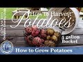 5 Gallon Bucket Grown Potato Harvest