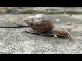 Giant african snail sanil