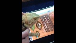 Bearded Dragon playing Ant smasher on the iPad!