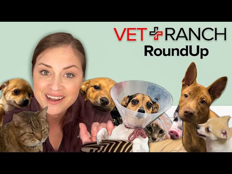 Vet Ranch Roundup!!! - Vet Ranch Roundup!!!