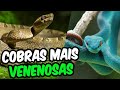 Top 10 Cobras Mais Venenosas Do Mundo