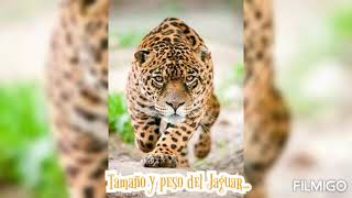 Tamaño y Peso del Jaguar- David santiago Álvarez - Grado 11.1 Informática