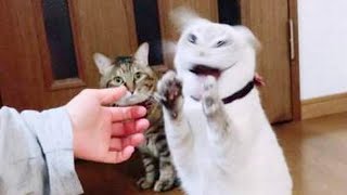 Laugh All Day! - Ultra Funny Animals