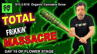 GDTV-S13.2-E10 | Organic Cannabis - Plants Are Too Tall!  Day 15 Of Flower Stage