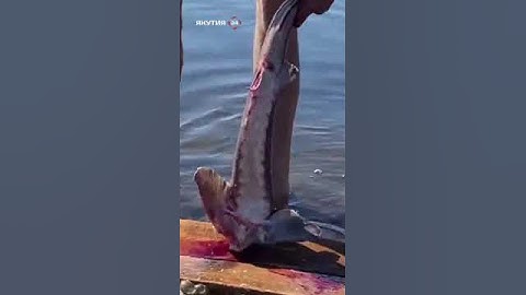 Разделка свежепойманного осетра/Cutting fresh sturgeon  #якутия #осетр #рыбалка #рыба