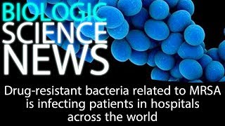 Science News - Drug-resistant bacteria related to MRSA is infecting patients across the world