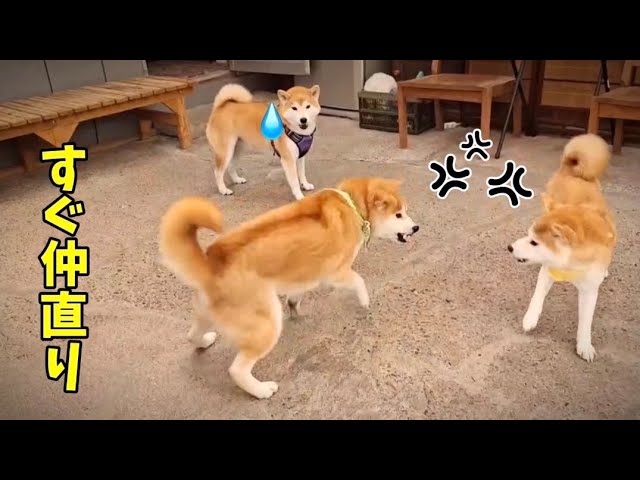 いつもトラブりそうだけど結局仲良し柴犬ファミリーがかわいい - YouTube