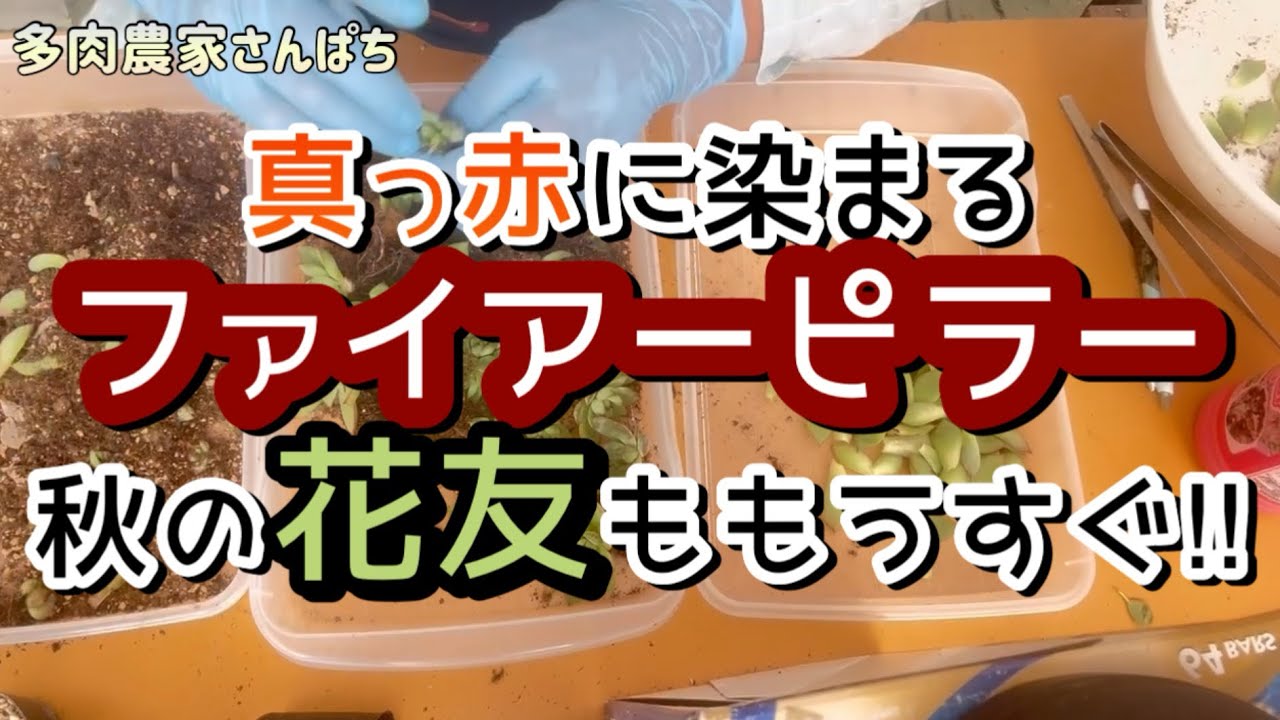 Top【選抜株】多肉植物 21295ファイヤーピラー 12個 鉢無し/脱土 Vlog