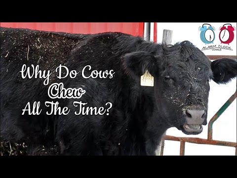 Video: Why Do Cows Chew All The Time?