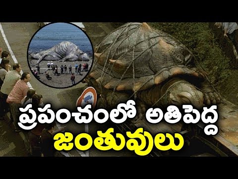 ప్రపంచంలో అతిపెద్ద జంతువులు || World&rsquo;s 10 Biggest Animals of All Time || T Talks