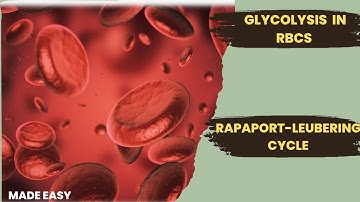 Glycolysis in Red Blood Cells| RAPAPORT-LEUBERING CYCLE| Net ATP Production RBCs|