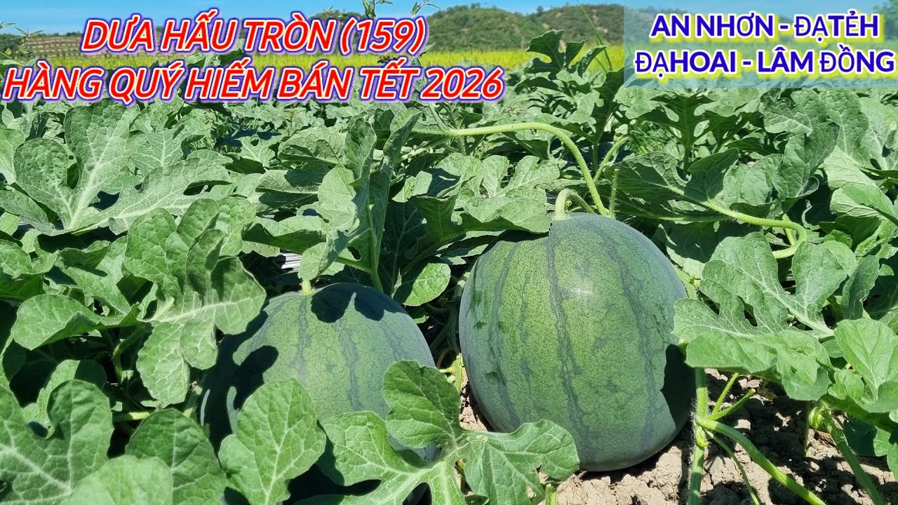 DƯA HẤU TRÒN (159) CHUẨN ĐẸP - HÀNG HIẾM BÁN TẾT 2026 Ở AN NHƠN LÂM ĐỒNG