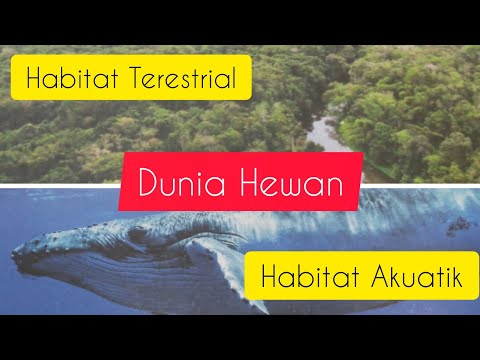 Dunia Hewan | Habitat Hewan || Habitat Terestrial dan Habitat Akuatik ~ Sintia Wahyu Channel