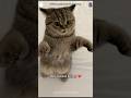 #foryou #funny #cat #shortvideo #yutube