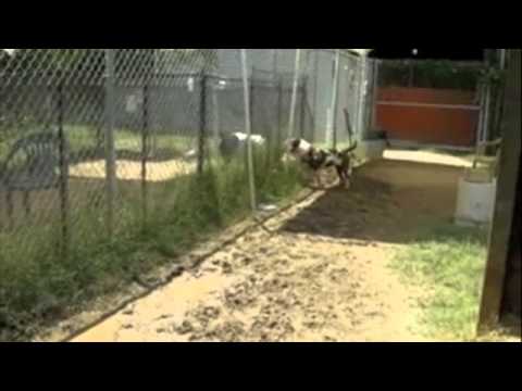 petco hours Tulip - ADOPTED!