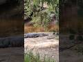 Hear Insects as Awesome Alligator Relaxes by River on Flagler Trail South! Oviedo, Florida
