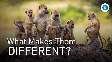 From The Amazon to Africa - The Secret Codes of Monkey Life | Full Wildlife Documentary