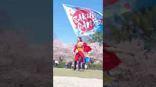 桜舞Dancing Yosakoi In High Park, Torontoよさこい