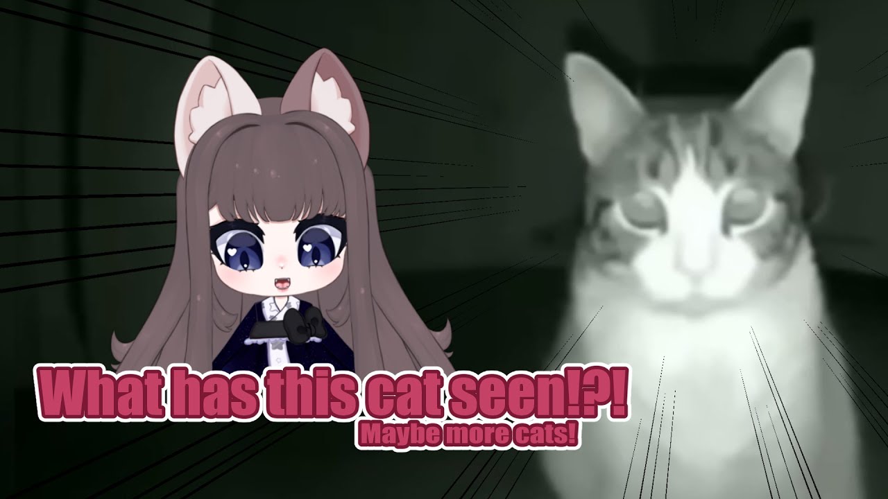 CATS ARE WATCHING cats