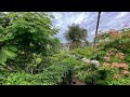 Southern california backyard food forest tour amazing backyard 