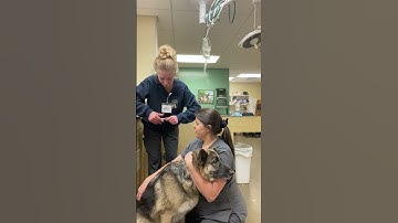 Skill 24 Video of Scanning and Implanting a Microchip in a Canine