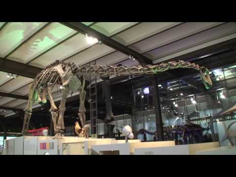 Video: In Het Museum Van Tadzjikistan Bevindt Zich Een Vreemd Vers Skelet Van Een Dinosaurus - Alternatieve Mening