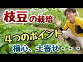 【枝豆の栽培】4つのポイント(摘心、土寄せ、水やり、害虫対策)