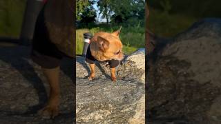 Morning workout Chihuahua style!!  #trending #viral #video #funny #shorts #dog #vines