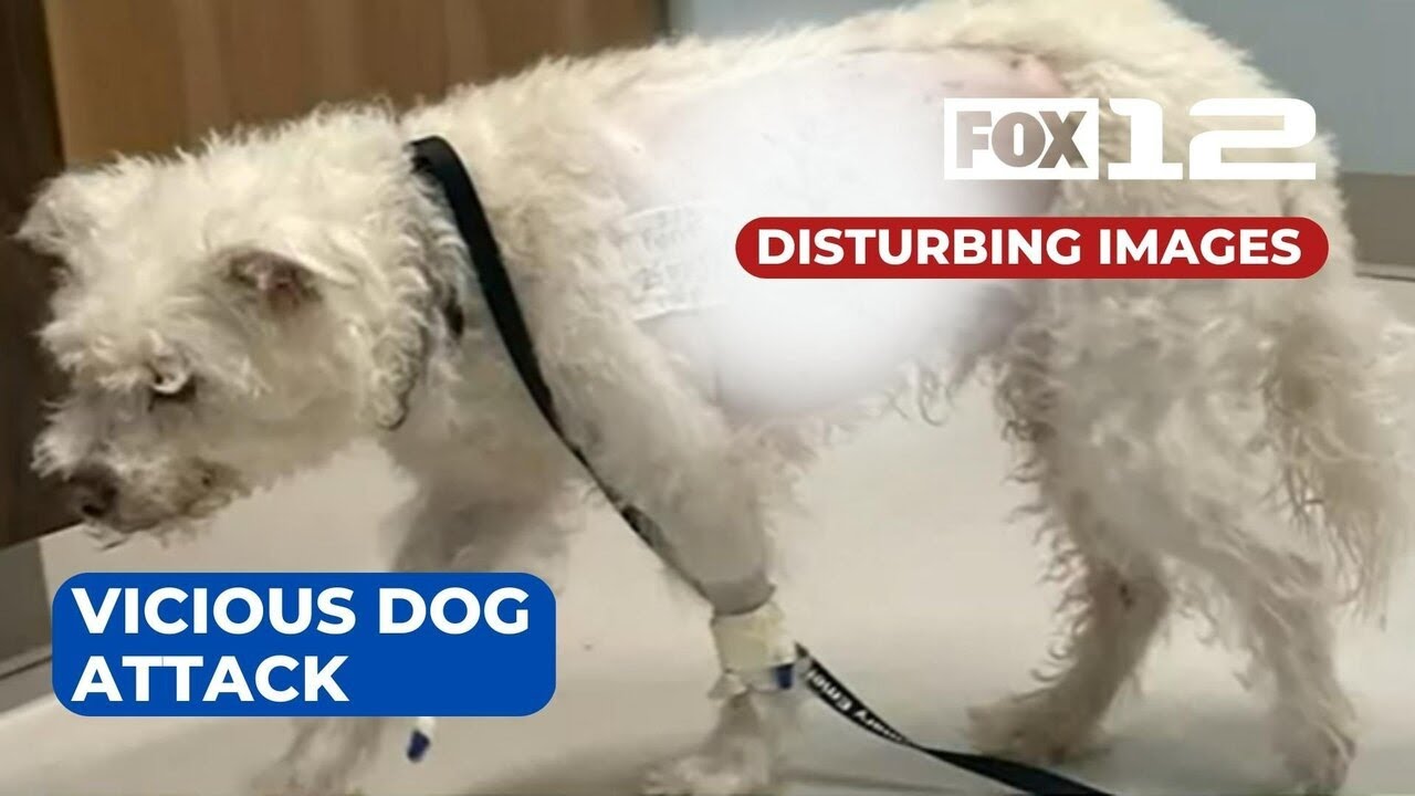 Woman traumatized after her dog ‘viciously’ attacked in SE Portland ...