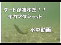 デプス サカマタシャッド 水中アクションin lake biwa sakamata shad deps