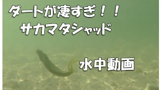 デプス サカマタシャッド 水中アクションin lake biwa sakamata shad deps