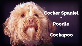 WHAT IS A DESIGNER DOG?