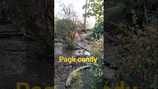 pani dekh kar out of control ho jati h #dog #labrador #funny #shorts #pets #love #cute