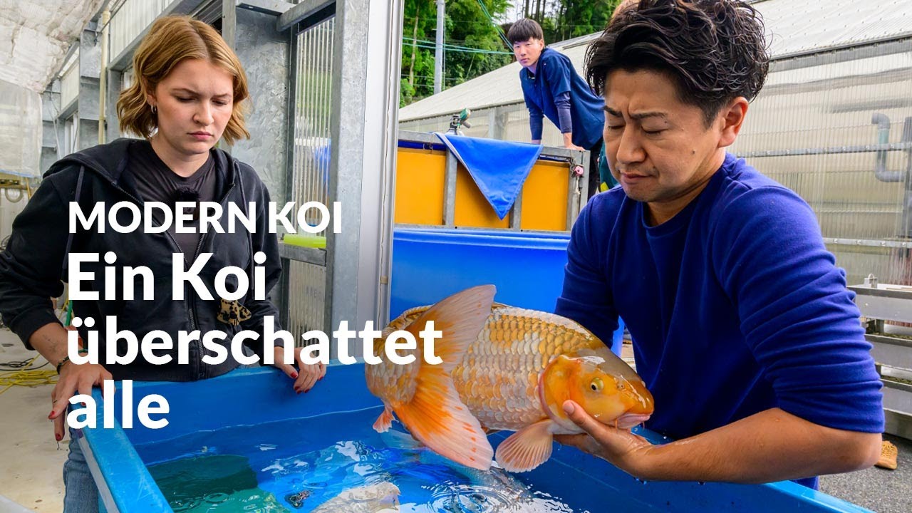 Die dreijährigen Koi aus Yamaguchi | Modern Koi Blog Japan #7733