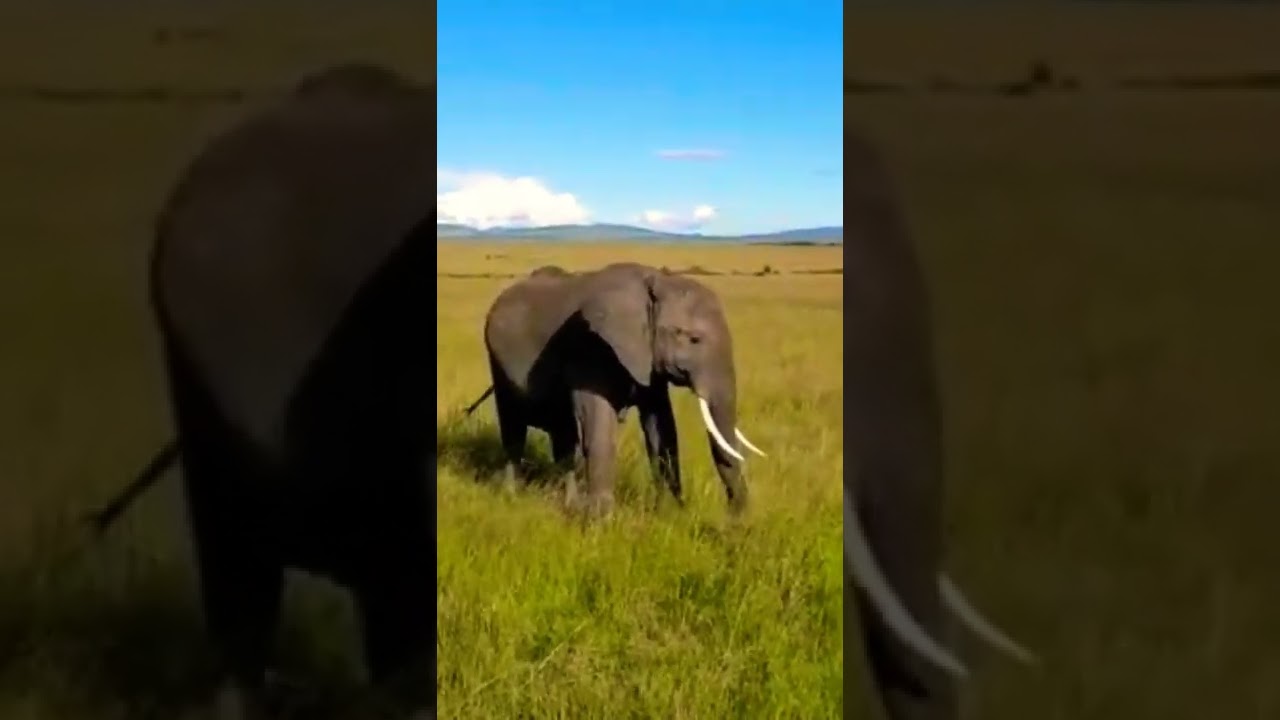 Real Elephant