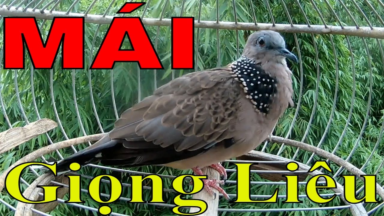 CHIM CU GÁY MÁI GÁY GỌI GIỌNG LIÊU KÍCH BỔI NHANH NỔI. - youtube