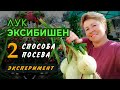 Посев лука Эксибишен двумя способами. Эксперимент