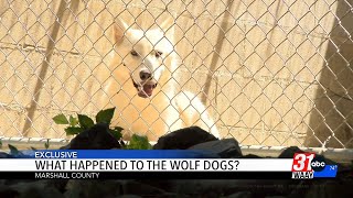 What Happened To The Wolf-Dog Hybrids?