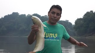 Amazon jungle trip from Manaus screenshot 1