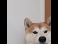 【柴犬】クリスマスソングを歌う柴犬
