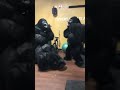 Gorillas in the gym