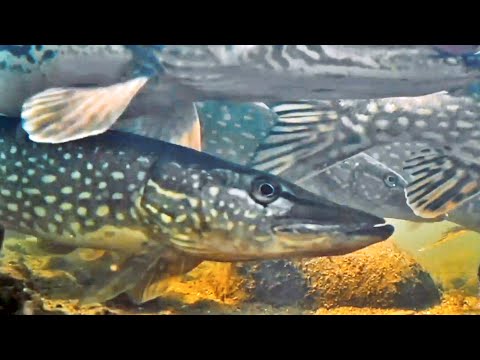 Щука! Поведение Щуки, Чем питается Щука, Нерест Щуки. Подводная съемка