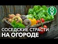 НЕ ПЛАНИРУЙТЕ ГРЯДКИ, ПОКА НЕ ПОСМОТРИТЕ! Узнайте, соседства каких растений лучше избегать