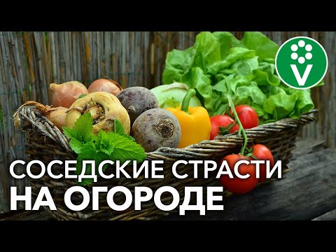 Не планируйте грядки, пока не посмотрите! Узнайте, соседства каких растений лучше избегать