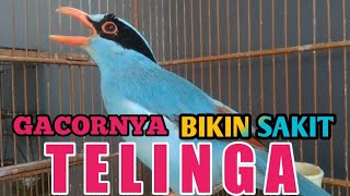 suara burung ekek keling gacor suara keras bikin telinga penging