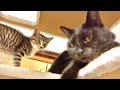 リラックスしている先輩猫の縄張りに子猫が侵入してしまったら。。
