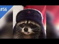 #56 FUNNY PETS / СМЕШНЫЕ ВИДЕО 2021 / Я РЖАЛ ПОЛЧАСА / СМЕШНЫЕ ЖИВОТНЫЕ