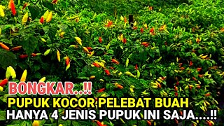 BONGKAR..!! PUPUK KOCOR CABAI SUPAYA BERBUAH LEBAT CUKUP 4 PUPUK AJA