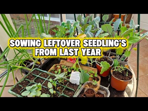 SOWING TIME THE LEFTOVER SEEDLING'S FROM LAST YEAR I BritPinay Journey 🇬🇧 🇵🇭