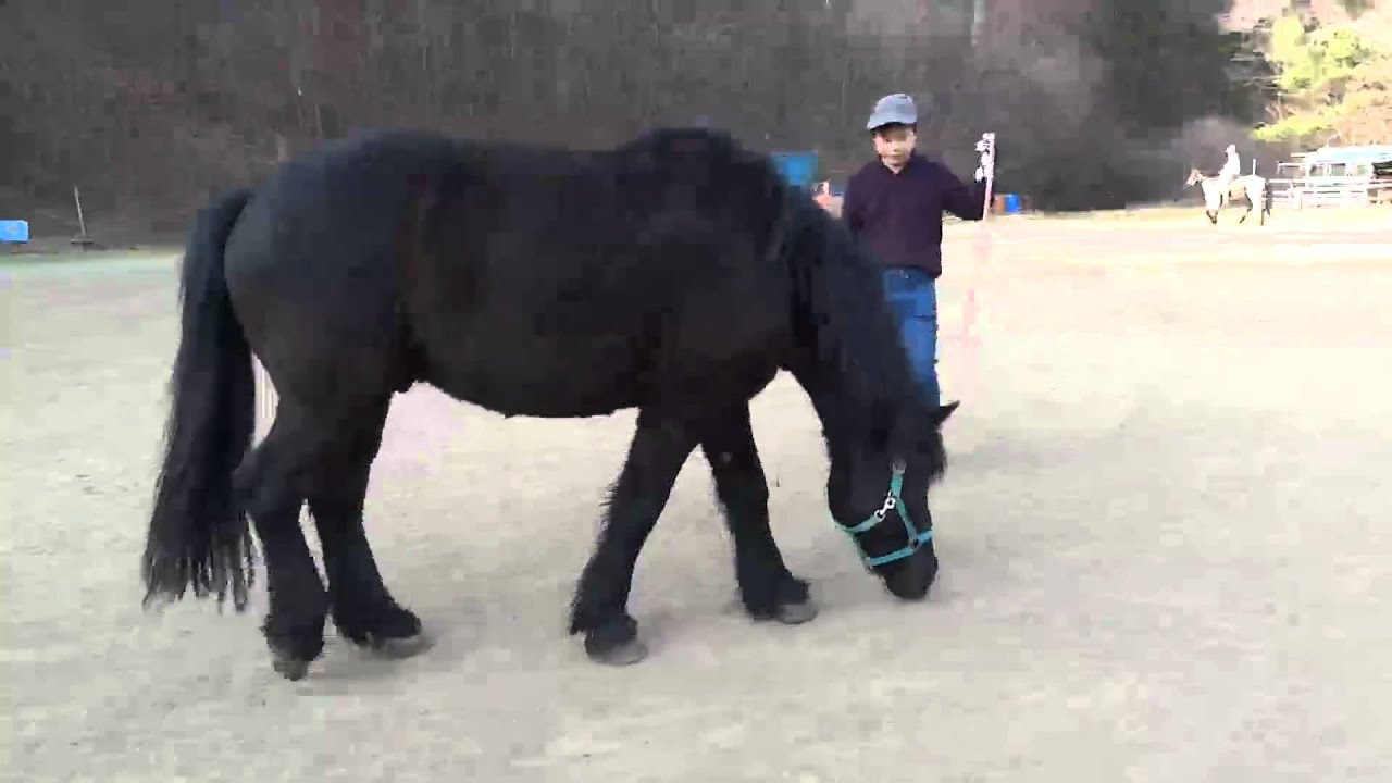 紅葉台木曽馬牧場 藤風の砂浴び Youtube